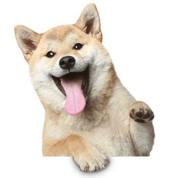 Black-Friday-comida-perro-ofertas