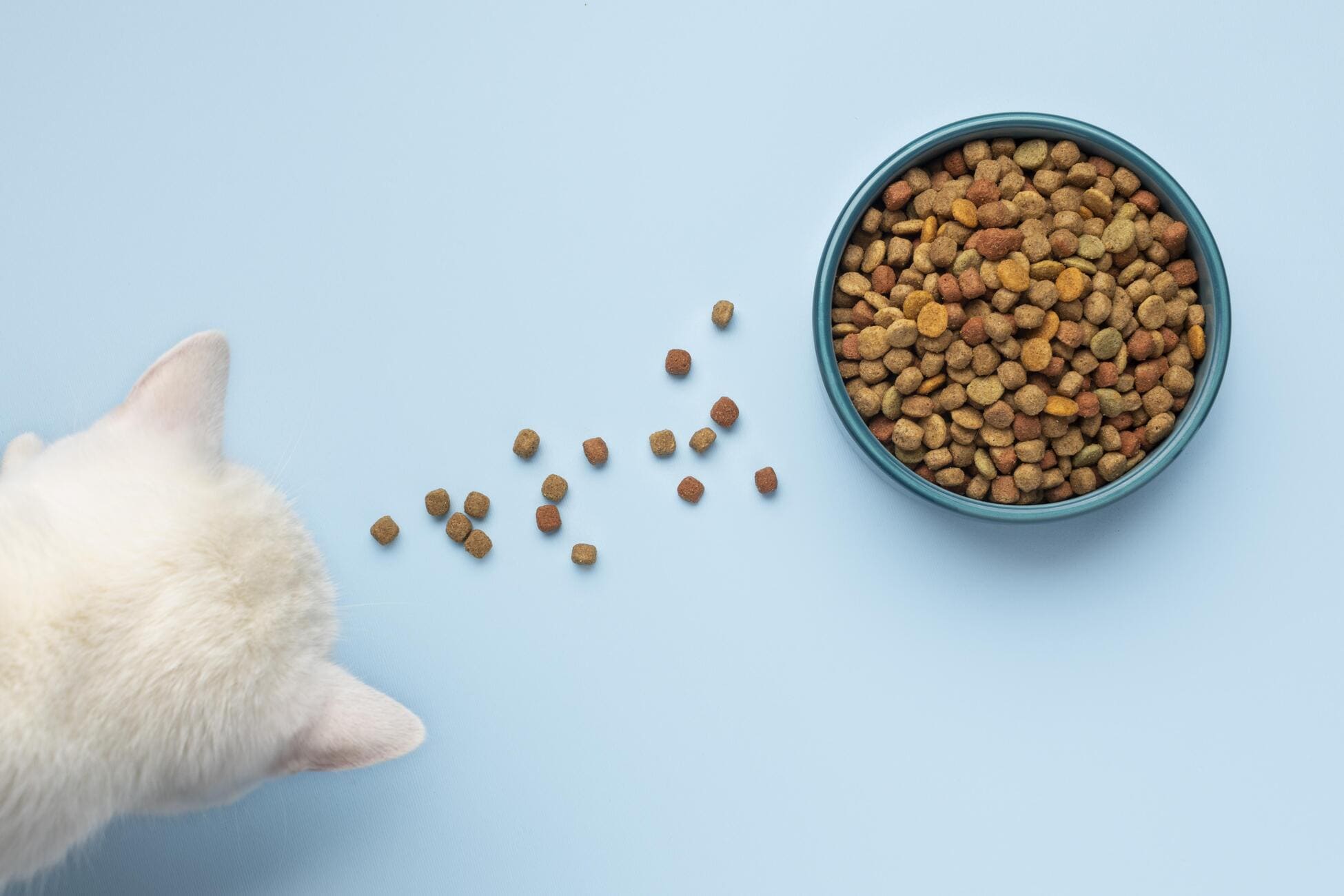 Los mejores Snacks-naturales-para-gatos